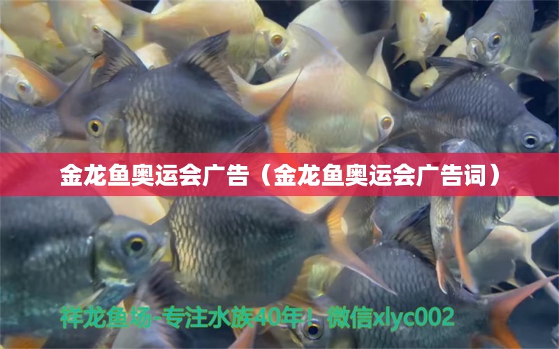 金龍魚奧運(yùn)會(huì)廣告（金龍魚奧運(yùn)會(huì)廣告詞） 祥龍魚場(chǎng)