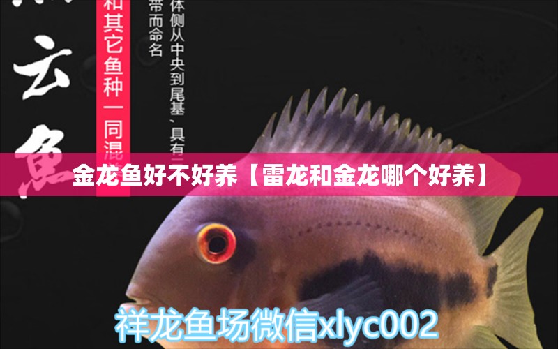 金龍魚好不好養(yǎng)【雷龍和金龍哪個好養(yǎng)】