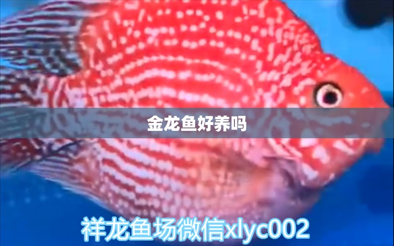 金龍魚好養(yǎng)嗎