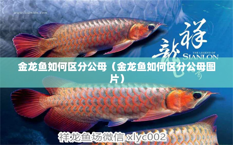 金龍魚如何區(qū)分公母（金龍魚如何區(qū)分公母圖片）