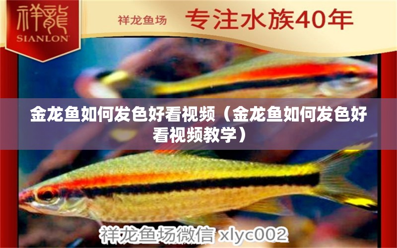 金龍魚如何發(fā)色好看視頻（金龍魚如何發(fā)色好看視頻教學）