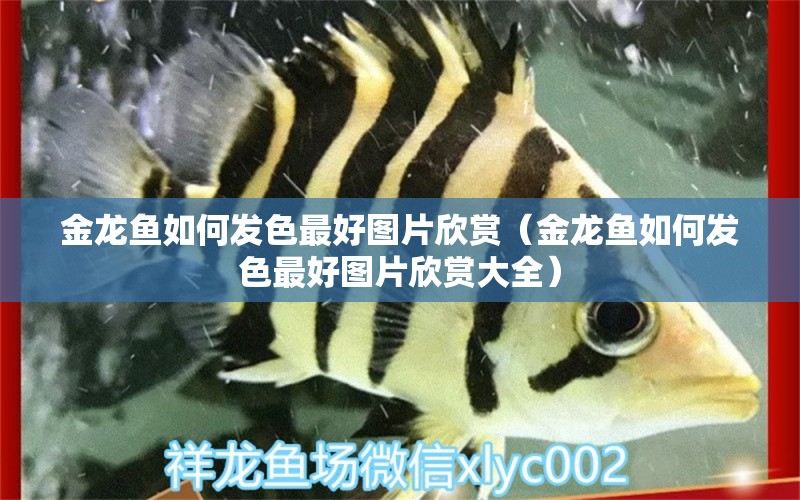 金龍魚如何發(fā)色最好圖片欣賞（金龍魚如何發(fā)色最好圖片欣賞大全）