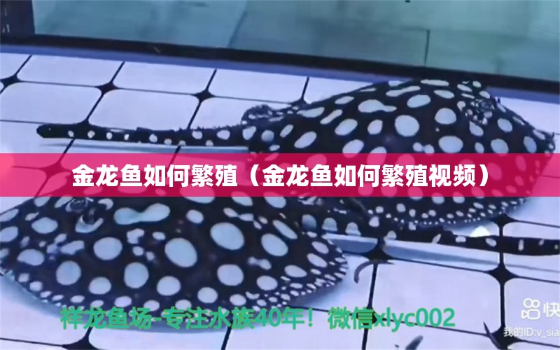 金龍魚如何繁殖（金龍魚如何繁殖視頻）