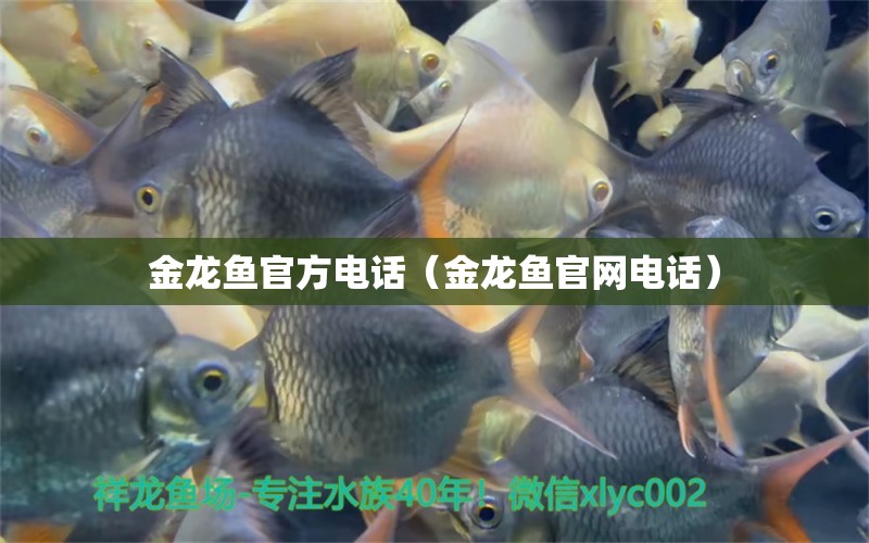 金龍魚官方電話（金龍魚官網(wǎng)電話）