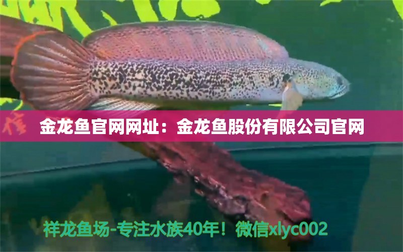 金龍魚官網(wǎng)網(wǎng)址：金龍魚股份有限公司官網(wǎng) 養(yǎng)魚的好處 第1張