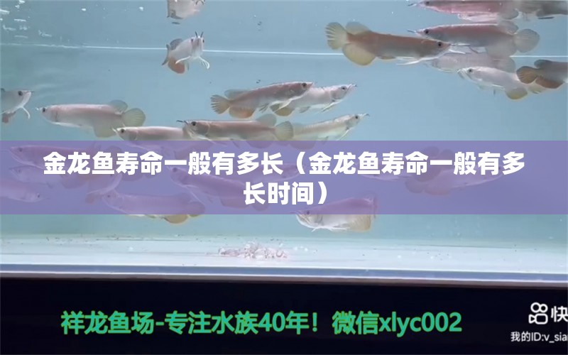 金龍魚壽命一般有多長（金龍魚壽命一般有多長時間）