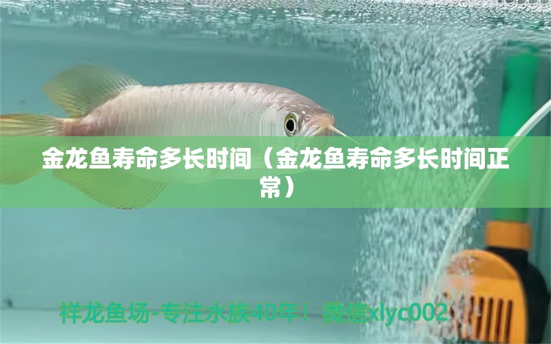 金龍魚壽命多長時間（金龍魚壽命多長時間正常） 祥龍水族醫(yī)院