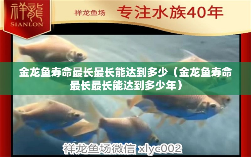 金龍魚壽命最長最長能達(dá)到多少（金龍魚壽命最長最長能達(dá)到多少年）