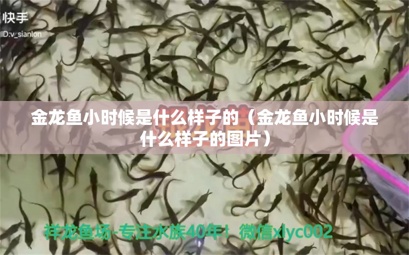 金龍魚小時(shí)候是什么樣子的（金龍魚小時(shí)候是什么樣子的圖片） 觀賞魚市場(chǎng)（混養(yǎng)魚）