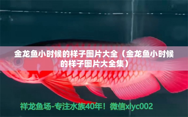 金龍魚小時候的樣子圖片大全（金龍魚小時候的樣子圖片大全集）