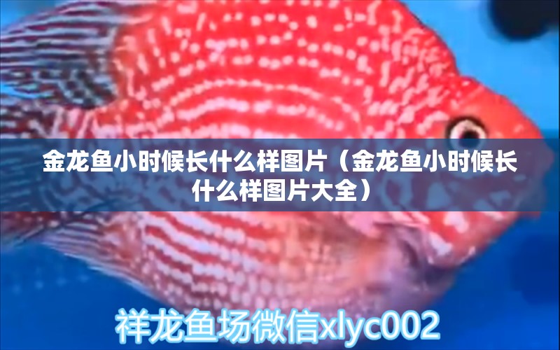 金龍魚小時候長什么樣圖片（金龍魚小時候長什么樣圖片大全）