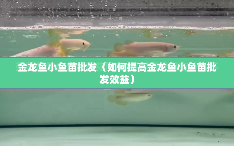 金龍魚(yú)小魚(yú)苗批發(fā)（如何提高金龍魚(yú)小魚(yú)苗批發(fā)效益） 水族問(wèn)答 第1張