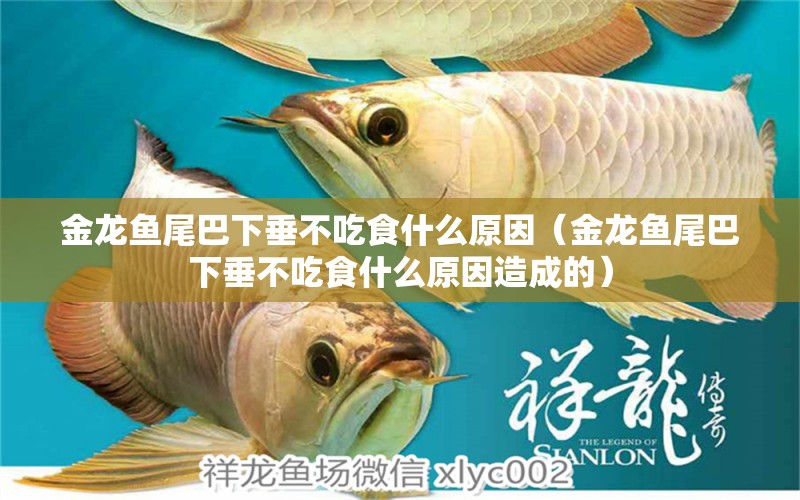 金龍魚尾巴下垂不吃食什么原因（金龍魚尾巴下垂不吃食什么原因造成的）