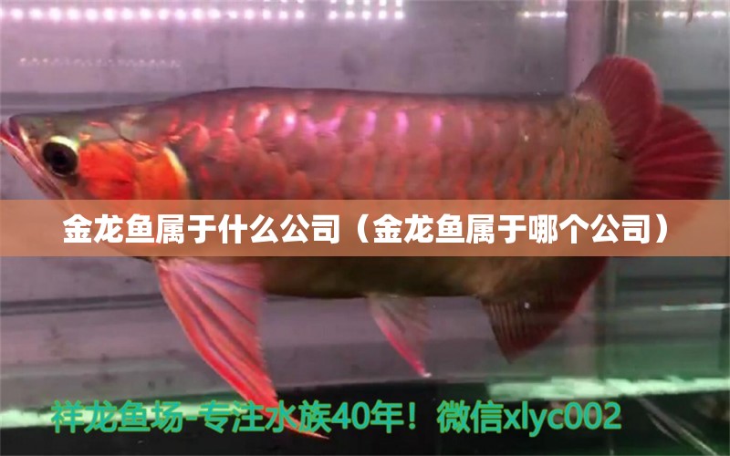 金龍魚屬于什么公司（金龍魚屬于哪個公司）