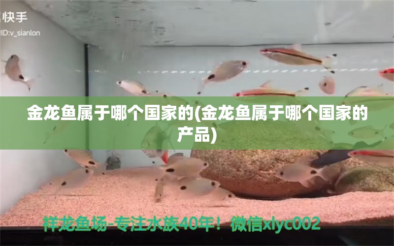 金龍魚屬于哪個(gè)國家的(金龍魚屬于哪個(gè)國家的產(chǎn)品) 祥龍進(jìn)口元寶鳳凰魚