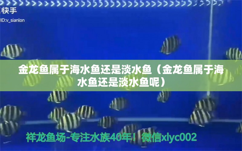 金龍魚屬于海水魚還是淡水魚（金龍魚屬于海水魚還是淡水魚呢） 海水魚