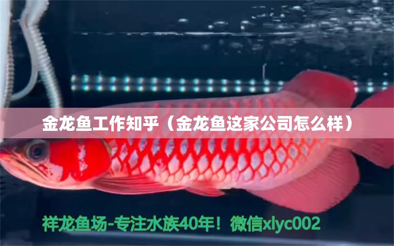 金龍魚工作知乎（金龍魚這家公司怎么樣）