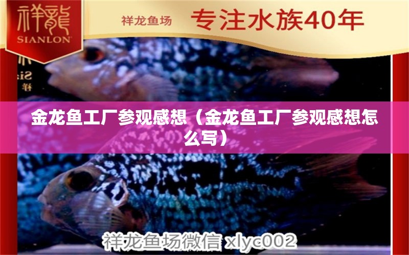 金龍魚工廠參觀感想（金龍魚工廠參觀感想怎么寫）