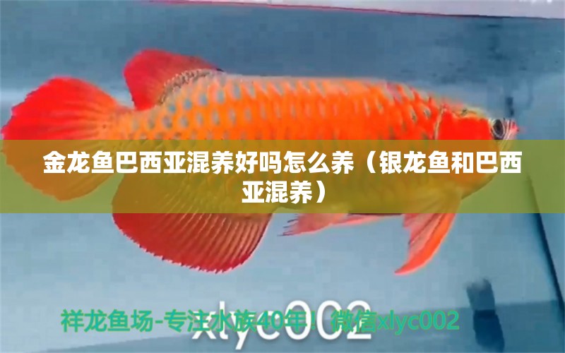 金龍魚巴西亞混養(yǎng)好嗎怎么養(yǎng)（銀龍魚和巴西亞混養(yǎng)） 銀龍魚百科 第1張