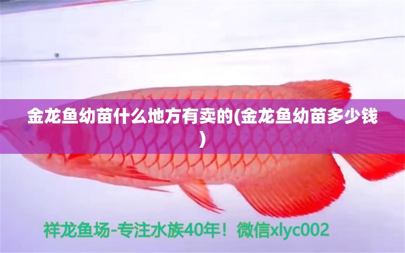 金龍魚幼苗什么地方有賣的(金龍魚幼苗多少錢)