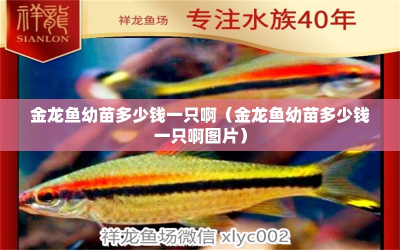 金龍魚幼苗多少錢一只?。ń瘕堲~幼苗多少錢一只啊圖片）