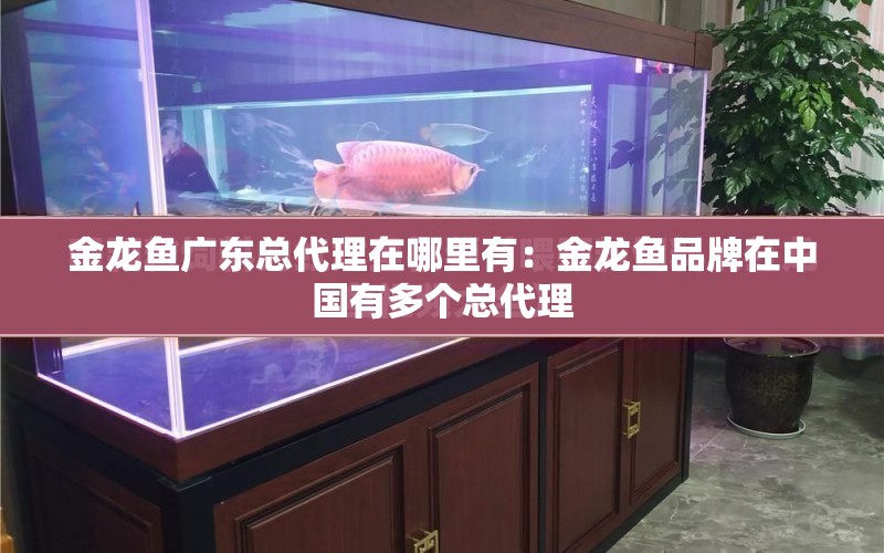 金龍魚廣東總代理在哪里有：金龍魚品牌在中國有多個總代理 水族問答