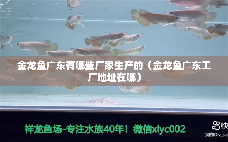 金龍魚廣東有哪些廠家生產(chǎn)的（金龍魚廣東工廠地址在哪）