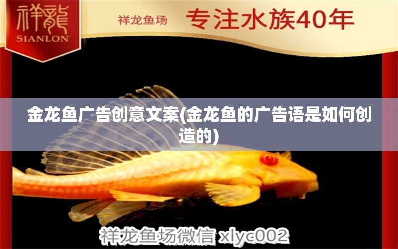 金龍魚廣告創(chuàng)意文案(金龍魚的廣告語是如何創(chuàng)造的)