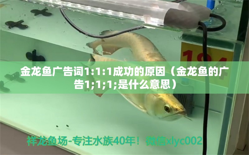 金龍魚廣告詞1:1:1成功的原因（金龍魚的廣告1;1;1;是什么意思）