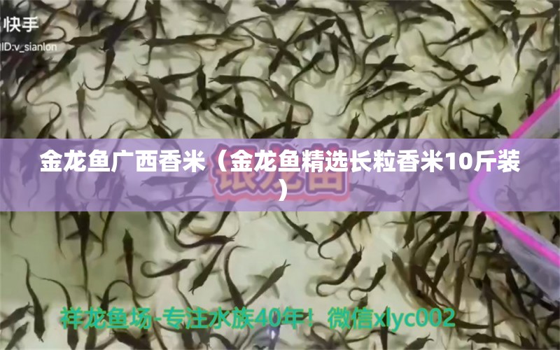 金龍魚廣西香米（金龍魚精選長(zhǎng)粒香米10斤裝）