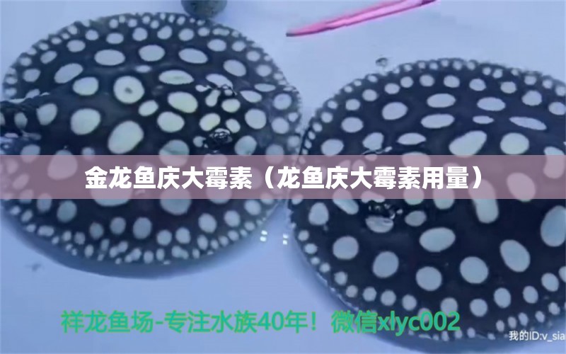 金龍魚慶大霉素（龍魚慶大霉素用量） 廣州龍魚批發(fā)市場(chǎng)