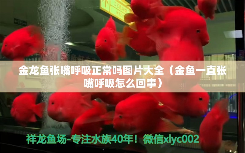 金龍魚張嘴呼吸正常嗎圖片大全（金魚一直張嘴呼吸怎么回事） 祥龍進口元寶鳳凰魚 第1張