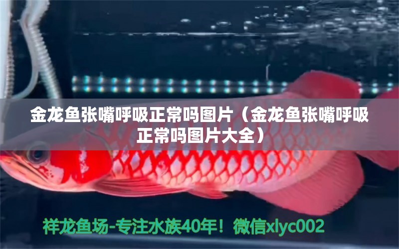 金龍魚張嘴呼吸正常嗎圖片（金龍魚張嘴呼吸正常嗎圖片大全）