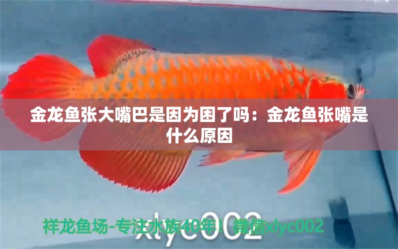 金龍魚張大嘴巴是因?yàn)槔Я藛幔航瘕堲~張嘴是什么原因 廣州水族批發(fā)市場