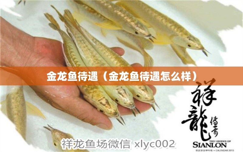 金龍魚待遇（金龍魚待遇怎么樣）