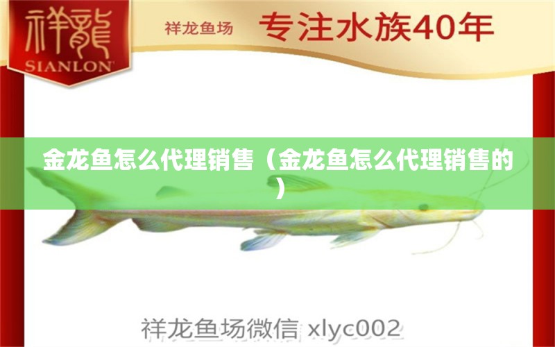 金龍魚怎么代理銷售（金龍魚怎么代理銷售的）