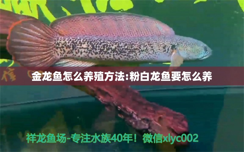 金龍魚怎么養(yǎng)殖方法:粉白龍魚要怎么養(yǎng)