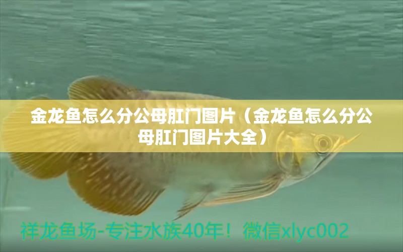 金龍魚怎么分公母肛門圖片（金龍魚怎么分公母肛門圖片大全）