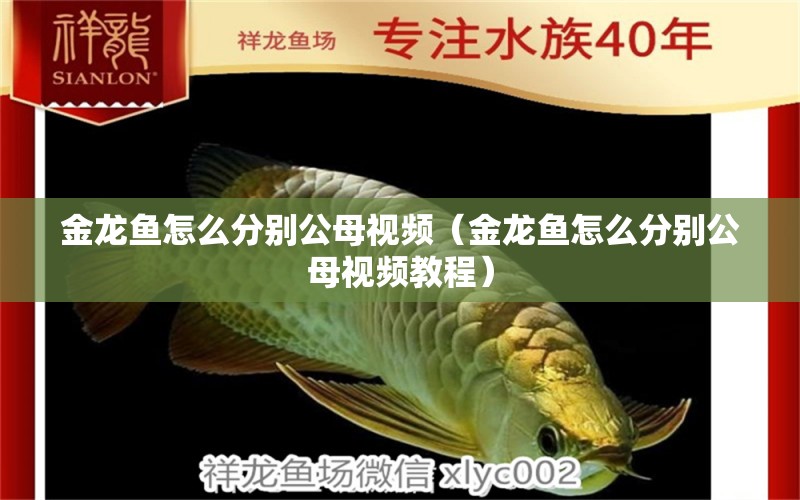 金龍魚怎么分別公母視頻（金龍魚怎么分別公母視頻教程）