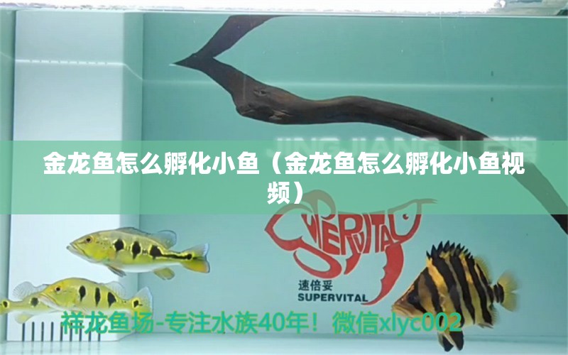 金龍魚怎么孵化小魚（金龍魚怎么孵化小魚視頻）