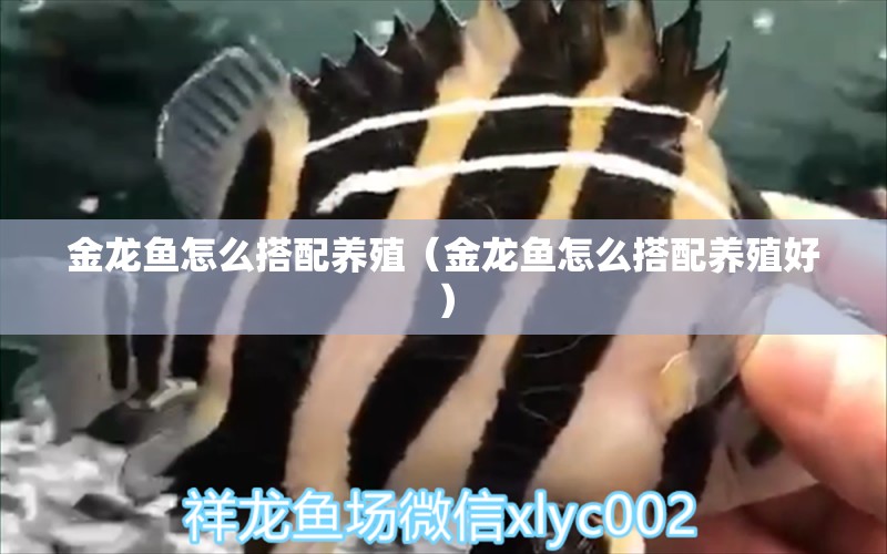 金龍魚怎么搭配養(yǎng)殖（金龍魚怎么搭配養(yǎng)殖好） 龍魚疾病與治療