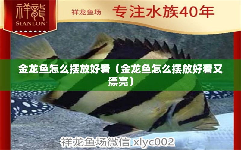 金龍魚怎么擺放好看（金龍魚怎么擺放好看又漂亮） 羅漢魚