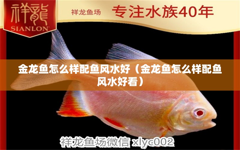 金龍魚怎么樣配魚風(fēng)水好（金龍魚怎么樣配魚風(fēng)水好看） 魚缸風(fēng)水