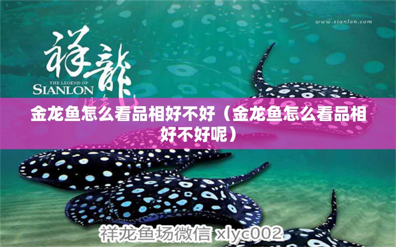 金龍魚怎么看品相好不好（金龍魚怎么看品相好不好呢）