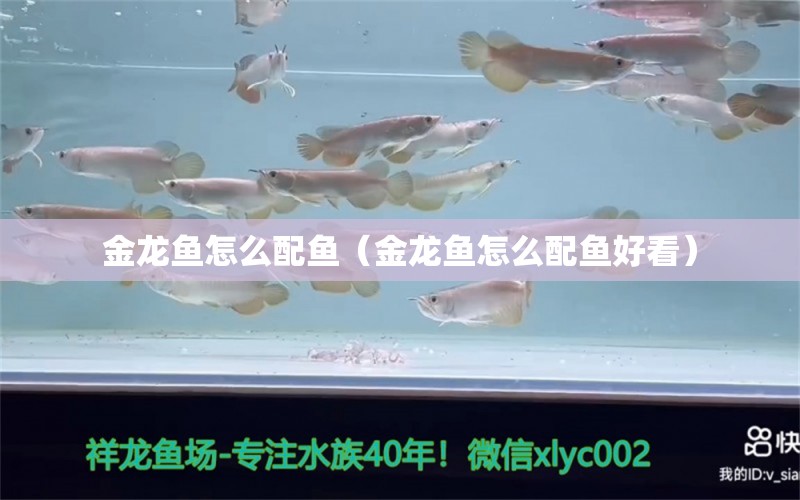 金龍魚怎么配魚（金龍魚怎么配魚好看）