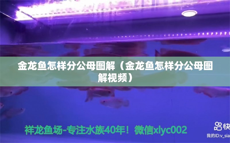 金龍魚怎樣分公母圖解（金龍魚怎樣分公母圖解視頻）