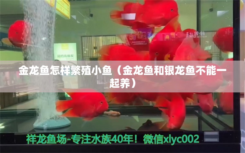 金龍魚怎樣繁殖小魚（金龍魚和銀龍魚不能一起養(yǎng)）