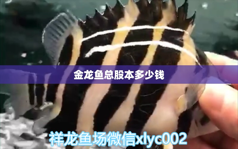 金龍魚總股本多少錢