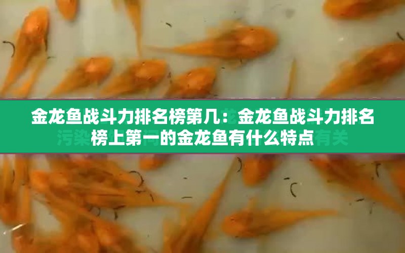 金龍魚(yú)戰(zhàn)斗力排名榜第幾：金龍魚(yú)戰(zhàn)斗力排名榜上第一的金龍魚(yú)有什么特點(diǎn) 水族問(wèn)答 第2張