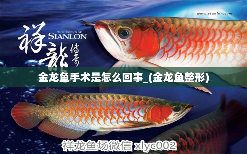 金龍魚手術(shù)是怎么回事_(金龍魚整形)